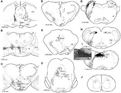 Differential Ascending Projections From the Male Rat Caudal Nucleus of the Tractus Solitarius: An Interface Between Local Microcircuits and Global Macrocircuits